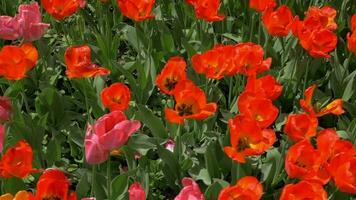 lento movimento topo Visão do vermelho tulipas campo video