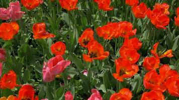 Slow motion top view of red tulips field video