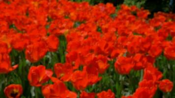hermosos tulipanes rojos video