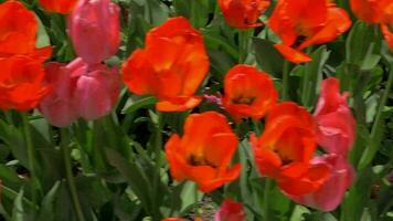 In the field of red tulips video