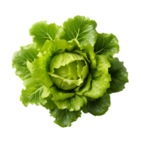 fresh green lettuce png