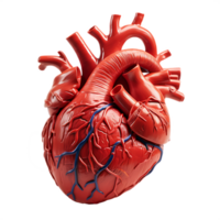 anatomía del corazón humano png