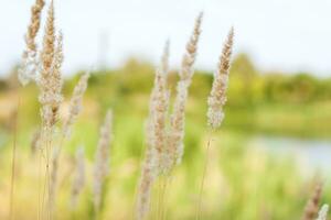 Pampas grass on the lake, reeds, cane seeds. The reeds on the lake are swaying in the wind against the background of the blue sky and water. photo