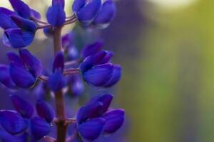 Purple wild lupin Lupinus polyphyllus blooms in a meadow. Flower close-up. Macro photography. photo