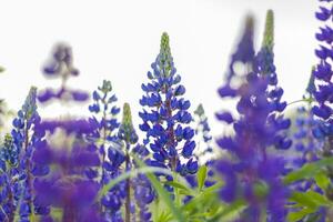 Purple wild lupin Lupinus polyphyllus blooms in a meadow. A field with wild purple flowers. photo