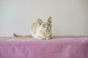 un Doméstico gato de el birmano criar, el color de champán con amarillo ojos, en un ciudad Departamento edificio. gustos a mentira en el sofá. retrato de un animal. foto