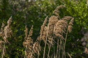 Pampas grass on the lake, reeds, cane seeds. The reeds on the lake sway in the wind against the blue sky and water. Abstract natural background. Beautiful pattern with bright colors photo