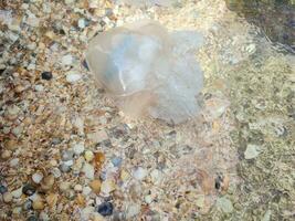 White jellyfish swim near the sea shore. The seashell coast of the sea. photo