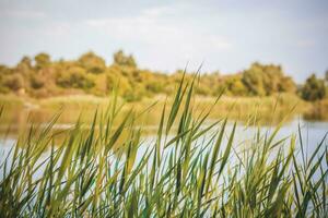 Pampas grass on the lake, reeds, cane seeds. The reeds on the lake are swaying in the wind against the background of the blue sky and water. photo