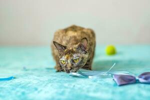 A domestic cat of Burmese breed, playful and active, in a city apartment building. Loves toys and bows. The eyes of a happy pet playing and wanting to attack. photo