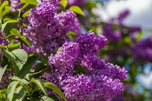 Lilac in the garden. Blooming lilac-purple flowers, selective focus. A branch of lilac in the sunlight. They bloom in spring. Selective focus. photo