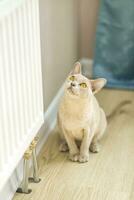 A domestic cat of Burmese breed, playful and active, in a city apartment building. Loves toys and bows. The eyes of a happy pet playing and wanting to attack. photo