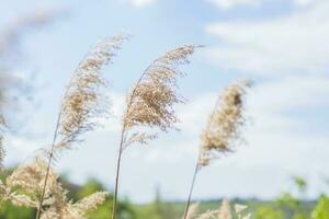 Pampas grass on the lake, reeds, cane seeds. The reeds on the lake sway in the wind against the blue sky and water. Abstract natural background. Beautiful pattern with bright colors photo