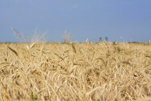 campo agrícola. espigas maduras de trigo en un día soleado. el concepto de una rica cosecha. foto