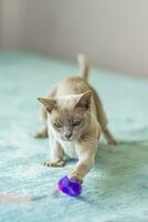 A domestic cat of Burmese breed, playful and active, in a city apartment building. Loves toys and bows. The eyes of a happy pet playing and wanting to attack. photo