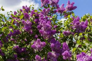 Lilac in the garden. Blooming lilac-purple flowers, selective focus. A branch of lilac in the sunlight. They bloom in spring. Selective focus. photo