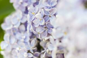 Lilac in the garden. Blooming lilac-purple flowers, selective focus. A branch of lilac in the sunlight. They bloom in spring. Selective focus. photo