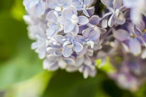 Lilac in the garden. Blooming lilac-purple flowers, selective focus. A branch of lilac in the sunlight. They bloom in spring. Selective focus. photo