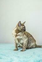 A domestic cat of Burmese breed, playful and active, in a city apartment building. Loves toys and bows. The eyes of a happy pet playing and wanting to attack. photo