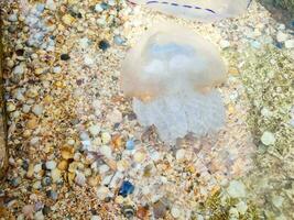 White jellyfish swim near the sea shore. The seashell coast of the sea. photo