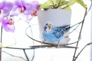 A beautiful blue budgie sits without a cage on a house plant. Tropical birds at home. photo