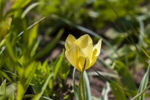 hermosa brillante amarillo tulipán de cerca. primavera flores tulipanes en flor camas foto