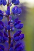 Purple wild lupin Lupinus polyphyllus blooms in a meadow. Flower close-up. Macro photography. photo