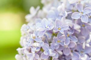 lila en el jardín. floreciente lila-violeta flores, selectivo enfocar. un rama de lila en el luz de sol. ellos floración en primavera. selectivo enfocar. foto