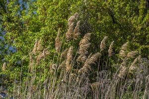 Pampas grass on the lake, reeds, cane seeds. The reeds on the lake sway in the wind against the blue sky and water. Abstract natural background. Beautiful pattern with bright colors photo