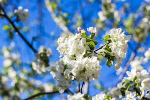 Apple trees in bloom on a bright sunny day, against a bright blue sky. Natural floral seasonal background.Beautiful blooming apple orchard, spring day photo