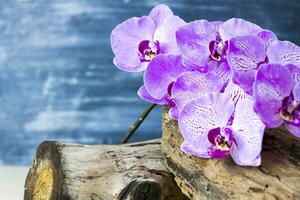 dry stump, tree bark and orchid flowers on a colored background. Stylish appearance, layout, personality. Banner, a place for the text. photo