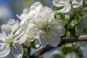 Apple trees in bloom on a bright sunny day, against a bright blue sky. Natural floral seasonal background.Beautiful blooming apple orchard, spring day photo