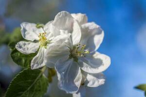 Apple trees in bloom on a bright sunny day, against a bright blue sky. Natural floral seasonal background.Beautiful blooming apple orchard, spring day photo