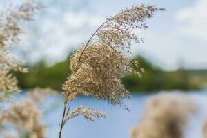 Pampas grass on the lake, reeds, cane seeds. The reeds on the lake sway in the wind against the blue sky and water. Abstract natural background. Beautiful pattern with bright colors photo