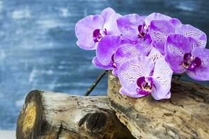 dry stump, tree bark and orchid flowers on a colored background. Stylish appearance, layout, personality. Banner, a place for the text. photo