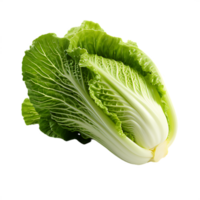 fresh chinese cabbage png