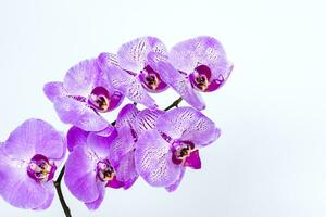 Beautiful orchids in a vase on a white background. phalaenopsis close-up. Banner, panorama with space for text. photo