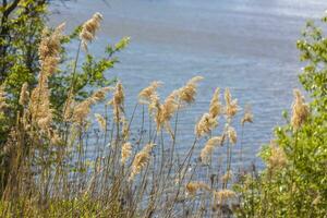 Pampas grass on the lake, reeds, cane seeds. The reeds on the lake sway in the wind against the blue sky and water. Abstract natural background. Beautiful pattern with bright colors photo