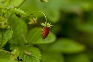 Wild strawberry is a wild berry. Close-up on blurred greenery with copying of space, using as a background of the natural landscape, ecology. Macro photography, photo