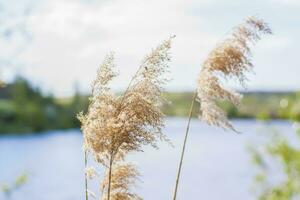 Pampas grass on the lake, reeds, cane seeds. The reeds on the lake sway in the wind against the blue sky and water. Abstract natural background. Beautiful pattern with bright colors photo