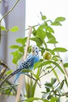 A beautiful blue budgie sits without a cage on a house plant. Tropical birds at home. photo