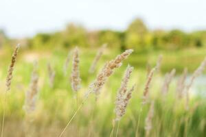 Pampas grass on the lake, reeds, cane seeds. The reeds on the lake are swaying in the wind against the background of the blue sky and water. photo