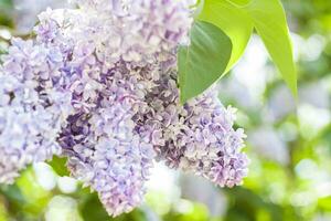 Lilac in the garden. Blooming lilac-purple flowers, selective focus. A branch of lilac in the sunlight. They bloom in spring. Selective focus. photo