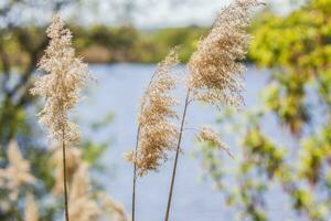 Pampas grass on the lake, reeds, cane seeds. The reeds on the lake sway in the wind against the blue sky and water. Abstract natural background. Beautiful pattern with bright colors photo