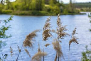 Pampas grass on the lake, reeds, cane seeds. The reeds on the lake sway in the wind against the blue sky and water. Abstract natural background. Beautiful pattern with bright colors photo
