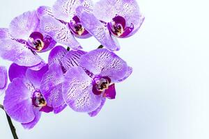 Beautiful orchids in a vase on a white background. phalaenopsis close-up. Banner, panorama with space for text. photo