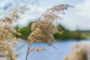Pampas grass on the lake, reeds, cane seeds. The reeds on the lake sway in the wind against the blue sky and water. Abstract natural background. Beautiful pattern with bright colors photo