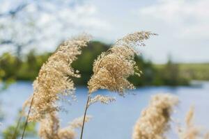 Pampas grass on the lake, reeds, cane seeds. The reeds on the lake sway in the wind against the blue sky and water. Abstract natural background. Beautiful pattern with bright colors photo