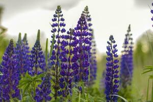 púrpura salvaje lupino lupino polifilo floraciones en un prado. un campo con salvaje púrpura flores foto