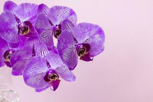 Beautiful orchids in a vase on a pink background. phalaenopsis close-up. Banner, panorama with space for text. photo